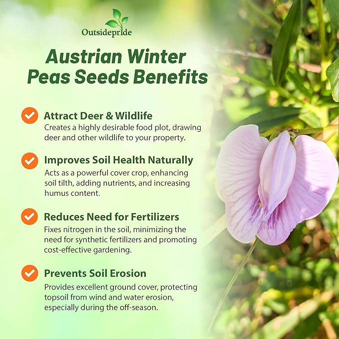 Outsidepride Austrian Winter Peas Seeds for Planting – 10 lbs Bag (Cool-Season Cover Crop High-Protein Deer Food Plot Seed) Field Peas Cover Crop Seeds Spring Mix for Soil Health &amp Forage
