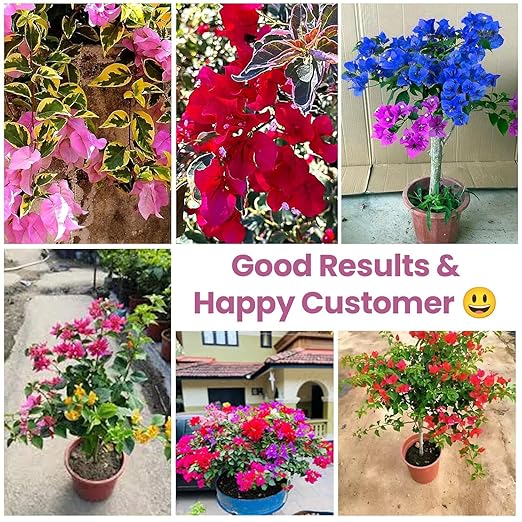 Generic Bougainvillea Plant Fertilizer 830g | Organic Bloom Booster Fertilizer for Overall Growth of Bougainvillea Flowers in Home Garden Powder Pack of 1