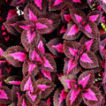 Chocolate Covered Cherry Coleus Seeds - 100 Seeds - Decorative House &amp Garden Plant Seeds by Mountain Valley Seed Company