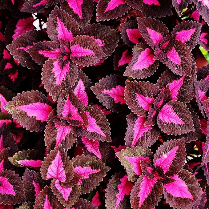 Chocolate Covered Cherry Coleus Seeds - 100 Seeds - Decorative House &amp Garden Plant Seeds by Mountain Valley Seed Company