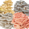 Four All in One Mushroom Grow Kits with Yellow Blue Florida and Pink Oyster Complete Cultivation Set
