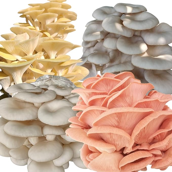 Four All in One Mushroom Grow Kits with Yellow Blue Florida and Pink Oyster Complete Cultivation Set