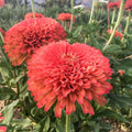 Plant Good Seed Organic Benary's Giant Coral Zinnia Bulk Seeds for Planting: Heirloom Vegetable Flower and Herb Farm Grown - 4000 Seed Packet (1 Ounce)
