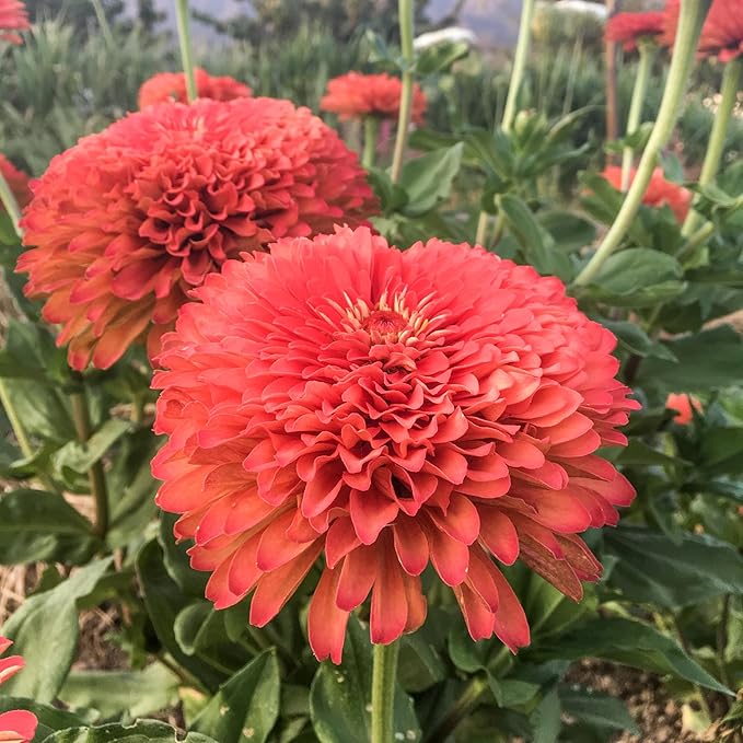 Plant Good Seed Organic Benary's Giant Coral Zinnia Bulk Seeds for Planting: Heirloom Vegetable Flower and Herb Farm Grown - 4000 Seed Packet (1 Ounce)