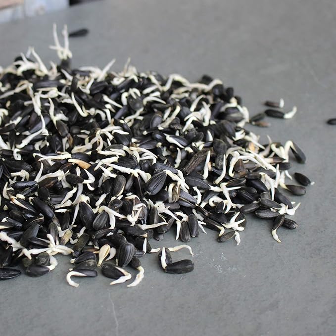 Whole Sunflower Sprouting Seeds: 5 Lb ~ 128000 Seeds - Black Oil Sun Flower Seeds (Shell On): Microgreens Sprouts Flower Gardening - Sun Flower