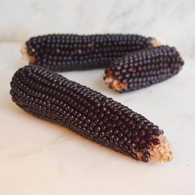 Dakota Black Popcorn - 4oz Bulk (~800 Seeds) - Heirloom &amp Open-Pollinated Variety USA-Grown Non-GMO Corn Seeds for Planting Outdoors in The Home Garden Thresh Seed Company