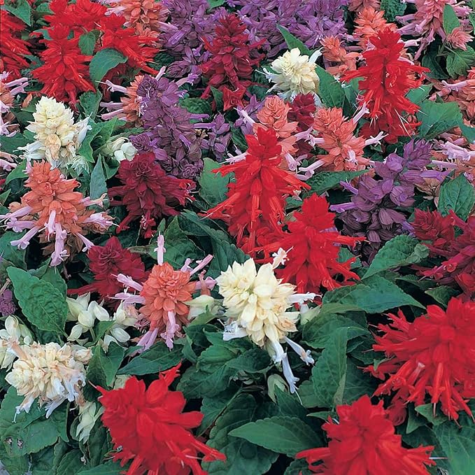 Salvia Flower Garden Seeds - Sizzler Series - 1000 Seeds - Mixed Color Blooms - Annual Flower Gardening - Salvia Coccinea - Flowering Spikes