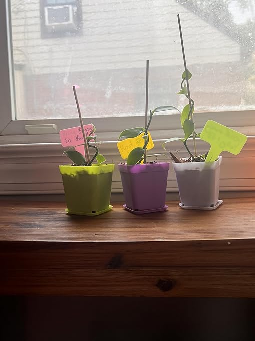 GROW24 Vanilla Orchid Starter Plant kit 4-inch Pots Plus Media Mix and Slow Release Fertilizer (1)