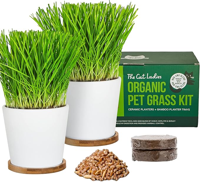 The Cat Ladies Cat Grass Growing kit with Organic Cat Grass Seed Soil and Two Ceramic Planters with Bamboo Trays Natural Hairball Remedy