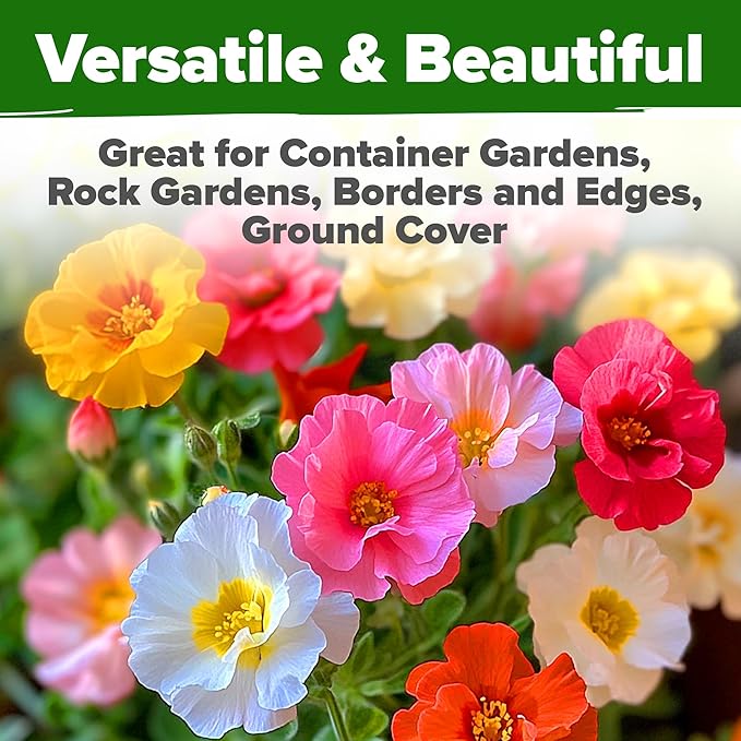HOME GROWN Pollinator &amp Pumpkin Garden Mix – 40 Pumpkin &amp 20000 Monarch Butterfly Wildflower Seeds &amp 23500 Moss Rose Seeds – Non-GMO USA Heirloom for Outdoor Planting