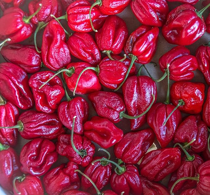 Hot Pepper Chili Pepper Seeds Collection (6 Types) Bird's Eyes Cayenne Fresno Jalapeno Habanero Serrano Red Hot Organic Heirloom Non GMO Seed for Planting (100)