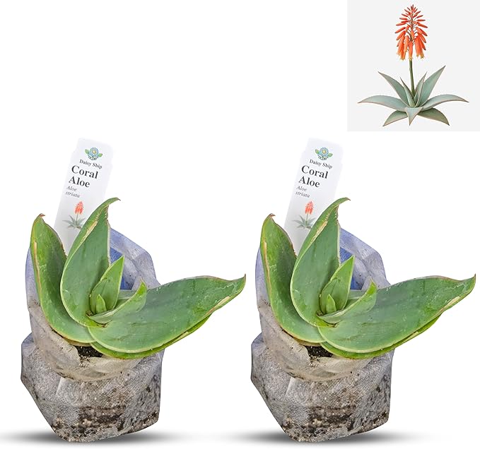 Coral Aloe Plants (Aloe striata) - Live Succulent with Striking Pink Edges and Smooth Flat Leaves for Indoor/Outdoor Gardening (2 Coral Aloe sacs)