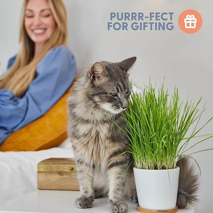 The Cat Ladies Cat Grass Growing kit with Organic Cat Grass Seed Soil and Two Ceramic Planters with Bamboo Trays Natural Hairball Remedy