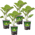 Bonnie Plants Ichiban Type Japanese Eggplant - 4 Pack Live Plants Great in Containers 10in. Long Fruit Perfect for Grilling &amp Roasting Green