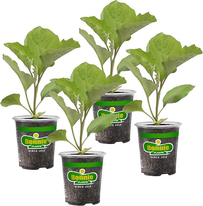 Bonnie Plants Ichiban Type Japanese Eggplant - 4 Pack Live Plants Great in Containers 10in. Long Fruit Perfect for Grilling &amp Roasting Green