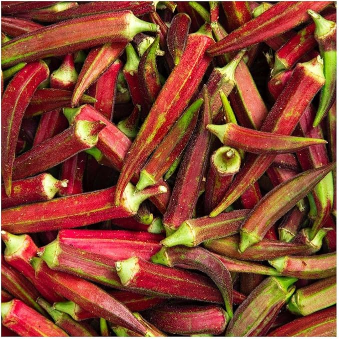 Everwilde Farms - 1 Lb Organic Red Burgundy Okra Seeds - Gold Vault Packet