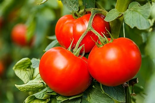 Hyr Brix Serious Fertilizer TF-5 Tomato Fertilizer 5-8-10 (5 LBS) - Maximize Production Prevent Disease All Purpose Fertilizer