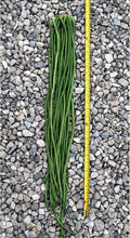 Yard Long Bean - Yu Long Noodle Kin - 1 Lb ~2880 Seeds - Non-GMO Heirloom - Asian Garden Vegetable