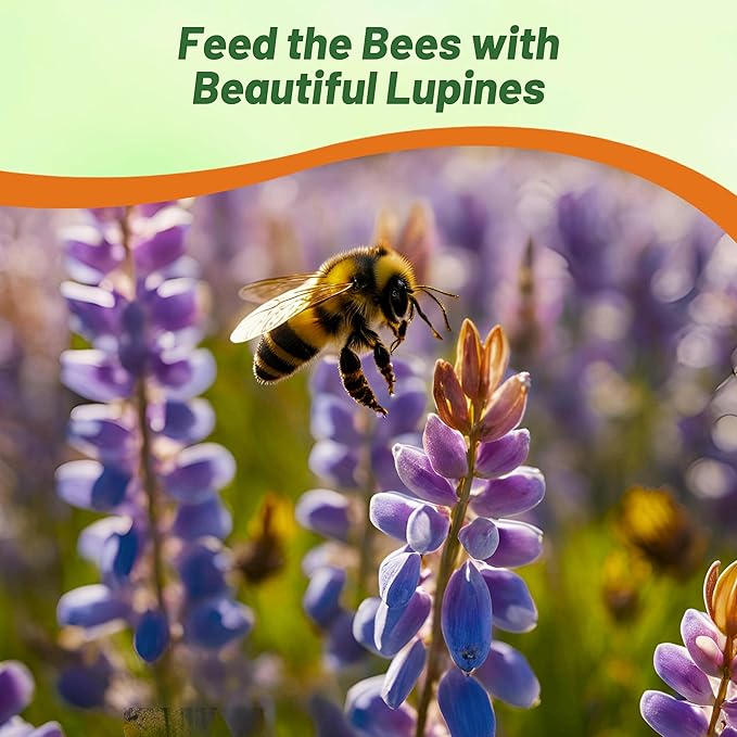 Outsidepride Wild Blue Perennial Lupine Seeds - 5 Lbs. Self-Sowing Cold Hardy &amp Frost Tolerant Wildflower Seeds for Fall Planting Ideal for Attracting Pollinators &amp Hummingbirds
