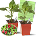 Clovers Garden Ghost Bhut Jolokia Pepper Plants - Two (2) Live Plants – Non-GMO - Not Seeds - Each 4 to 8 Tall – in 4 Inch Pots - High Yield 1M+ SHU
