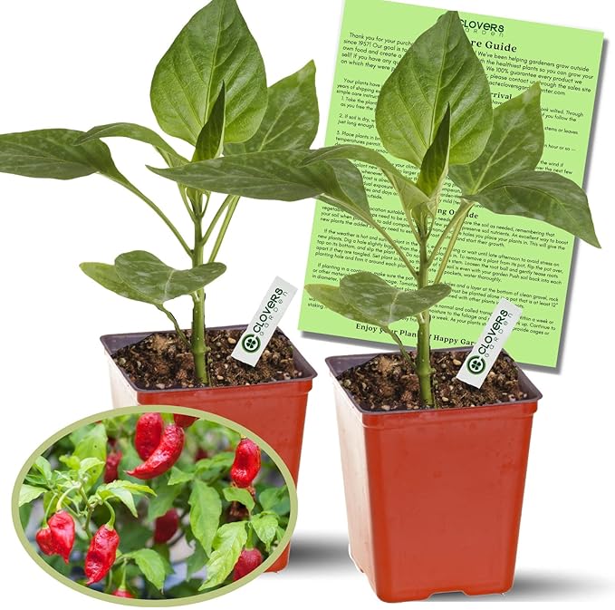 Clovers Garden Ghost Bhut Jolokia Pepper Plants - Two (2) Live Plants – Non-GMO - Not Seeds - Each 4 to 8 Tall – in 4 Inch Pots - High Yield 1M+ SHU
