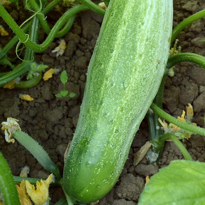 Garden Bush Slicer F1 Hybrid Cucumber Seeds - 1 Lb ~15200 Seeds - Non-GMO F1 Hybrid - Vegetable Garden - Cucumis sativus
