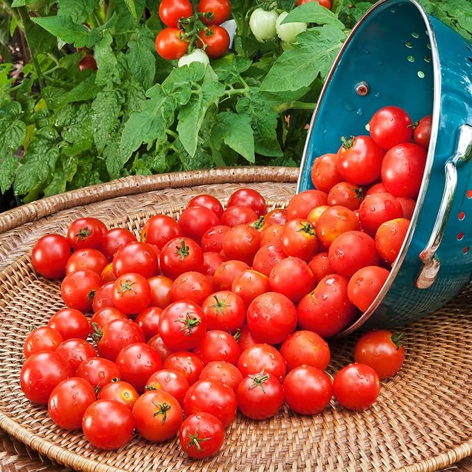 Bonnie PLANTS Husky Cherry Red Tomato Live Vegetable Plants - 4 Pack Non-GMO Bite Sized Disease Resistant