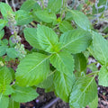 Plant Good Seed Organic Kapoor Holy Basil Bulk Seeds for Planting: Heirloom Vegetable Flower and Herb Farm Grown - 38000 Seed Packet (1 Ounce)