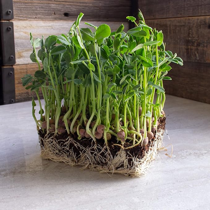 Arivka Pea Garden Seeds - 25 g Packet ~130 Seeds - Non-GMO Green Pea Seeds - Microgreens &amp Cover Crop - AKA: Arivka Field Pea