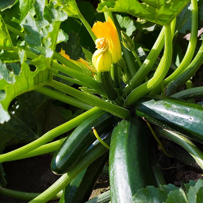 2 Green Zucchini Plants Live Zucchini Plants in Pot Summer Squash for Outdoor Garden 3 to 6 Inch Tall Plant