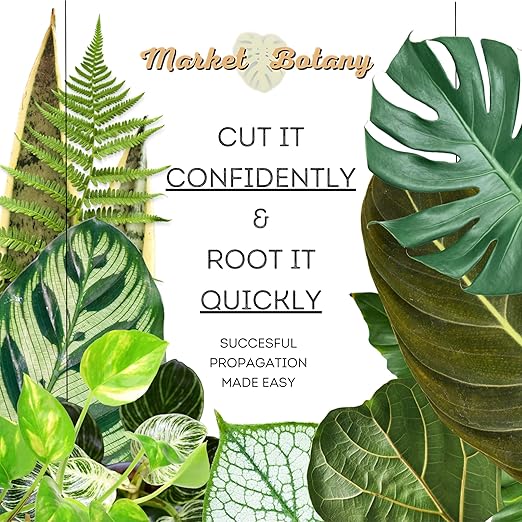 Prop Drops by Market Botany | 2-Pack Propagation Plant Drops (2X 4oz) | Promote Root Growth &amp Prevent Repot Shock