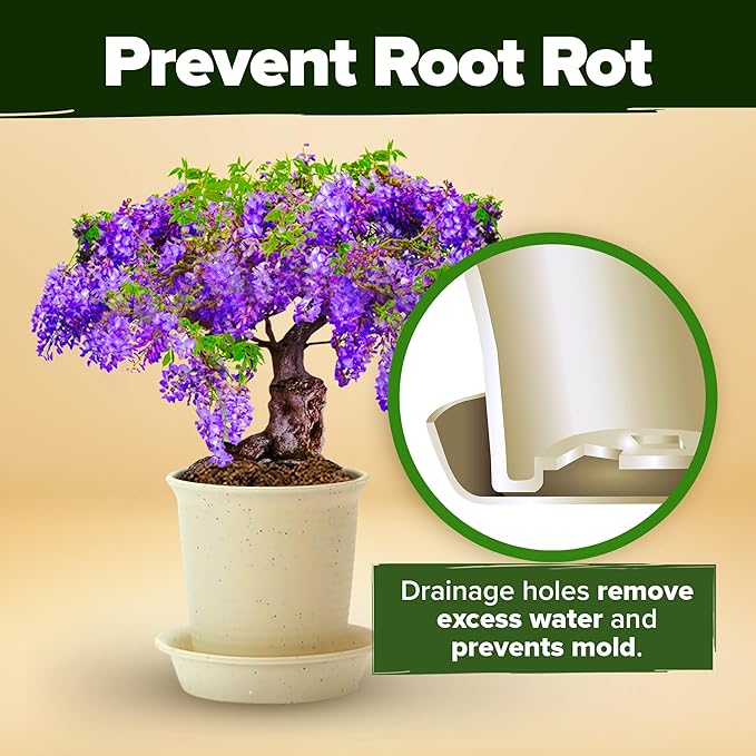 2000+ Vegetable Seeds for Planting - Bonsai Tree Kit - Gifts for Men &amp Women