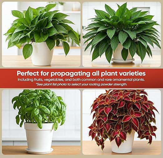 Hormex Rooting Hormone Powder #1 (0.10% IBA) for Delicate Houseplants Succulents &amp Herbs - Gentle Root Stimulator &amp Growth Hormone for Softwood Plant Cuttings Cloning &amp Propagation (3 P