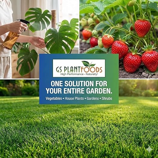 GS Plant Foods Liquid Fish &amp Kelp Fertilizer (55 Gallons) – Organic Material Review Institute Listed Natural Plant Food for Home Gardens and Vegetables