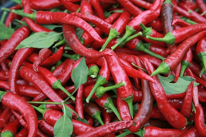 Hot Pepper Chili Pepper Seeds Collection (6 Types) Bird's Eyes Cayenne Fresno Jalapeno Habanero Serrano Red Hot Organic Heirloom Non GMO Seed for Planting (100)