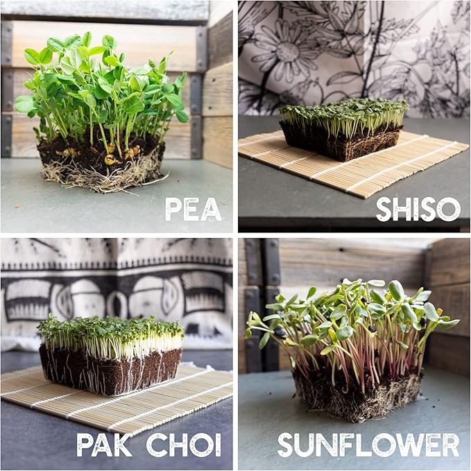 12 Variety Pack Microgreens Seeds Kit - Broccoli Seed for Sprouting Plus Purple Radish Beet Sunflower Microgreens Peas Shiso Cilantro Beet Pak Choi Korean Shiso Cress &amp More