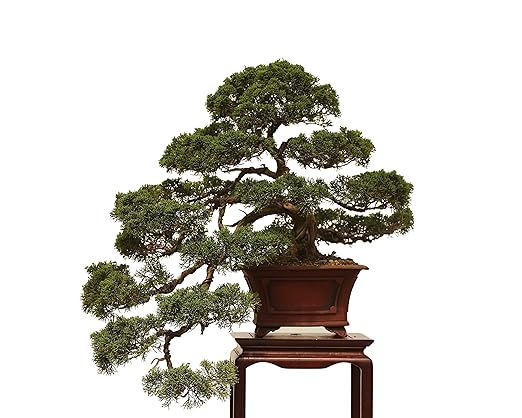 Organic Bonsai Fertilizer by The Bonsai Supply – 3Lbs | Quick Results | Micro Nutrients for Vital Bonsai Health.