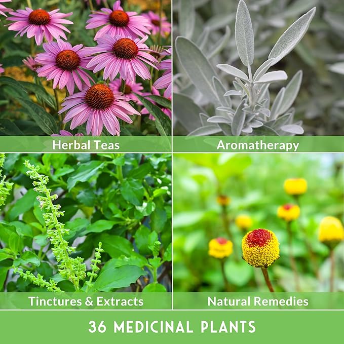 Ultimate Medicinal Herb Seeds Variety Pack – 36 Heirloom Non-GMO Healing Herbs for Planting | Wellness &amp Apothecary Garden Kit for Herbalists Homesteaders – Survival Garden Seeds (28000+)