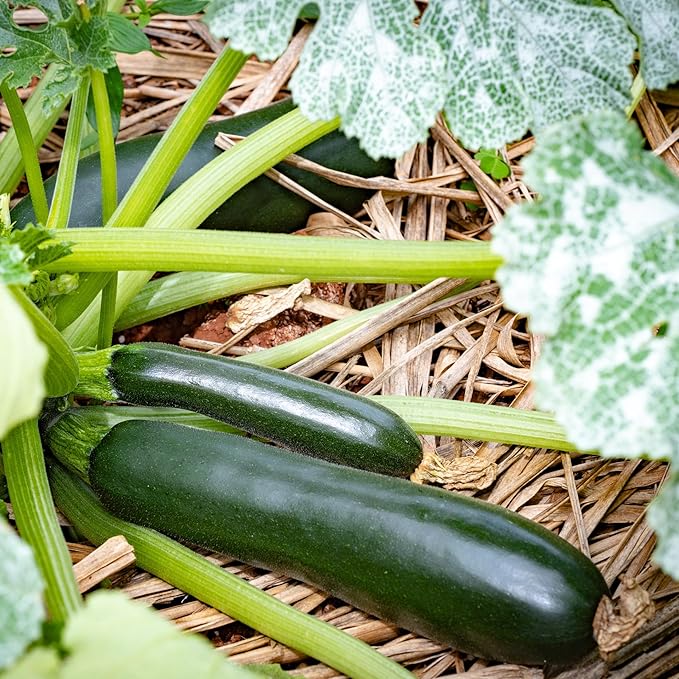 2 Green Zucchini Plants Live Zucchini Plants in Pot Summer Squash for Outdoor Garden 3 to 6 Inch Tall Plant