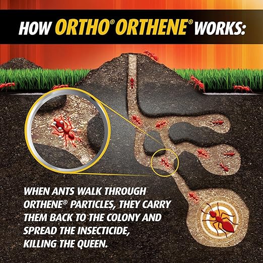 Ortho Orthene Fire Ant Killer1 – Mound Treatment Outdoor Ant Killer Kills Queens No Watering Needed Treats up to 162 Mounds 12 oz. (2-Pack)