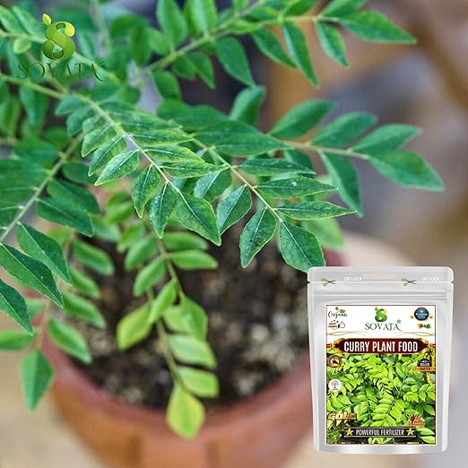 Sovata® Curry Plant Food Powerful Organic Fertilizer for Overall Healthy Growth of Curry Plants. (900 gm)