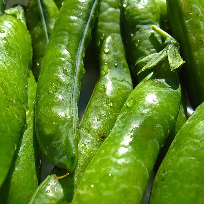 Sugar Ann Snap Pea Garden Seeds - 5 Lbs - Non-GMO Heirloom Vegetable Gardening Seed