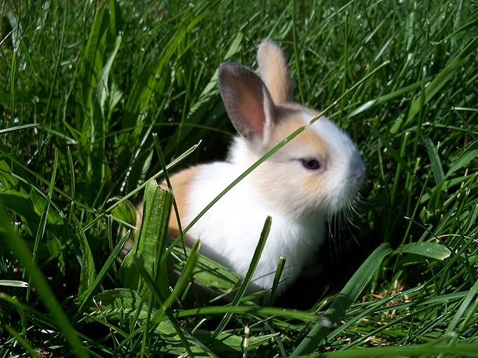 HDH Quality Rabbit Manure 2-1-1 10 lb Bag of Dry Pellets