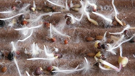 Mycorrhizae Ultra Pure Root Innoculant 1200 Spores per Gram 6 Year Shelf Life for Stronger Roots Bigger Yields &amp Stress Resistance for Gardens Hydroponics &amp Fruit Trees