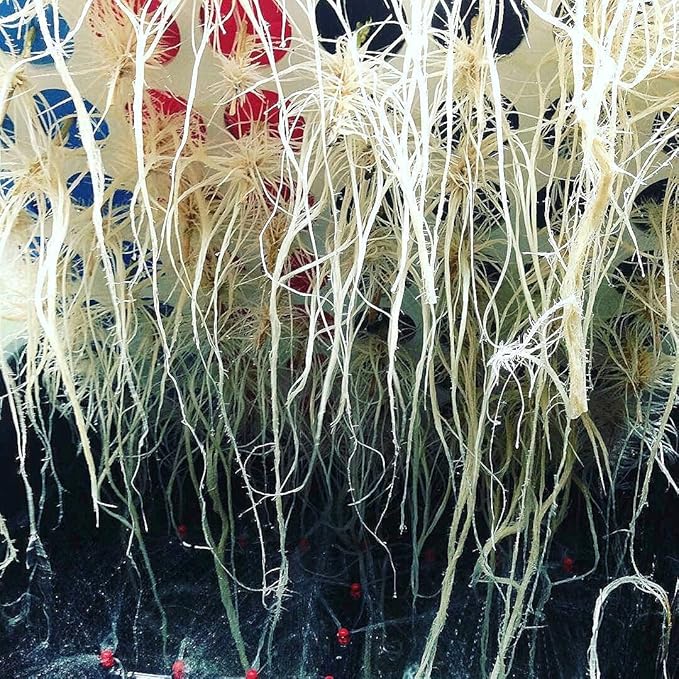 25 Site Aeroponic Cloning Machine Expect 100% Success Rates