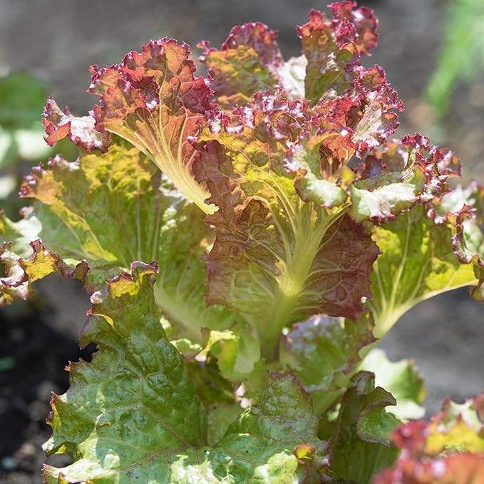 Leaf Lettuce Garden Seeds - Red Sails - 4 Oz ~100000 Seeds - Non-GMO Heirloom Vegetable Gardening &amp Microgreens Seed