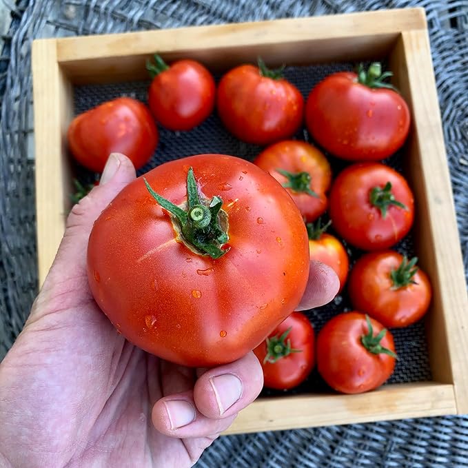 Plant Good Seed Organic Tomato Seed Collection - 7 Packets Black Prince Black Cherry Brandywine Czech Bush Sweet Red Datterino Tomato Siskiyou Orange Sweet Yellow Datterino - Seeds for Planting