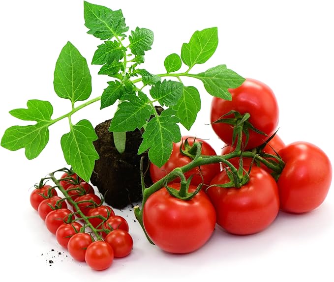 4 Tomato Plants Live for Planting Outdoors Starter Vegetable Plants Tree Tomato Plant 5 to 8 Inch Tall No Pot Cherry Tomato