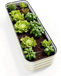 DaisyVibe Raised Garden Bed Kit Planter Raised Garden Boxes Outdoor Oval Large Metal Raised Garden Beds for Vegetables Flowers (White 6.5ftx2ftx1ft)