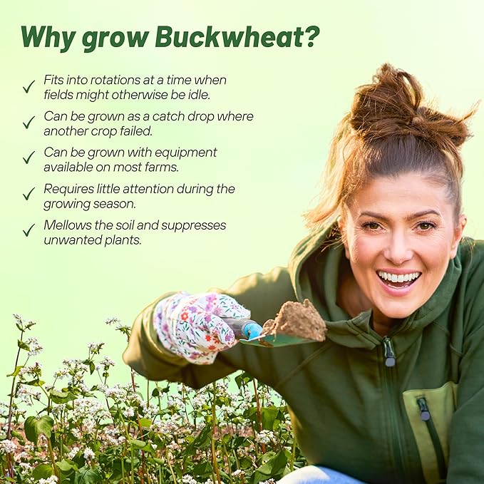 Outsidepride Buckwheat Seeds - 5lbs Annual Fast-Growing Easy to Grow Buckwheat Cover Crop Seeds for Green Manure Bee Pasture &amp Pollinators Wildlife Habitat Soil Improvement and Erosion Contr